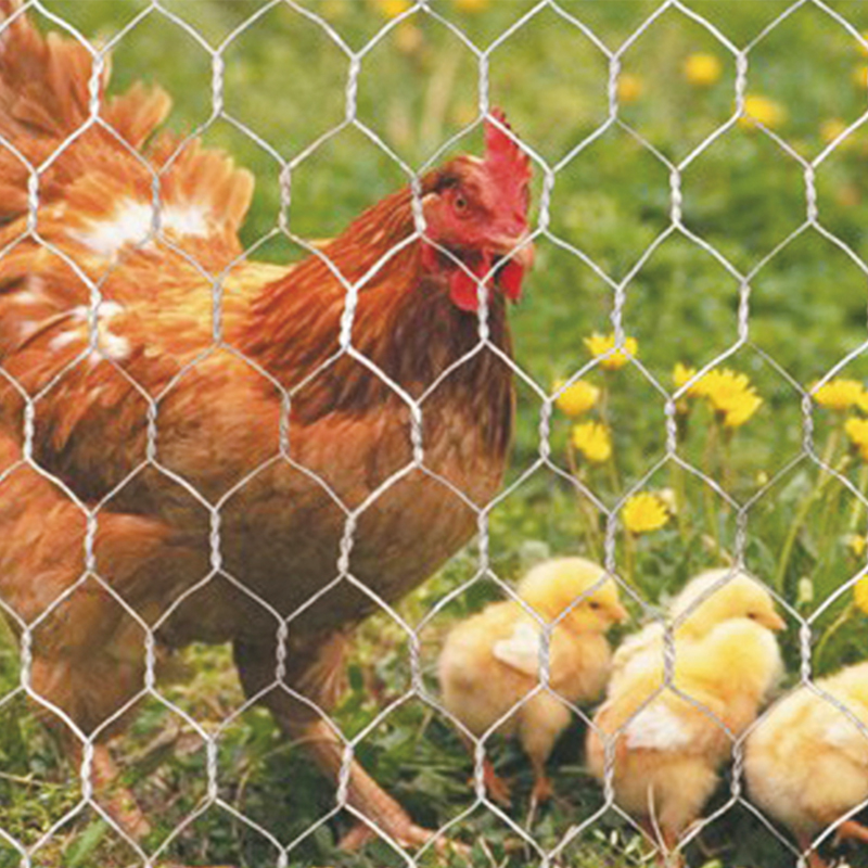 Galvanized Hexagonal Wire Mesh, PVC Hexagonal Wire Mesh, Poultry Fence Net, Chicken Net